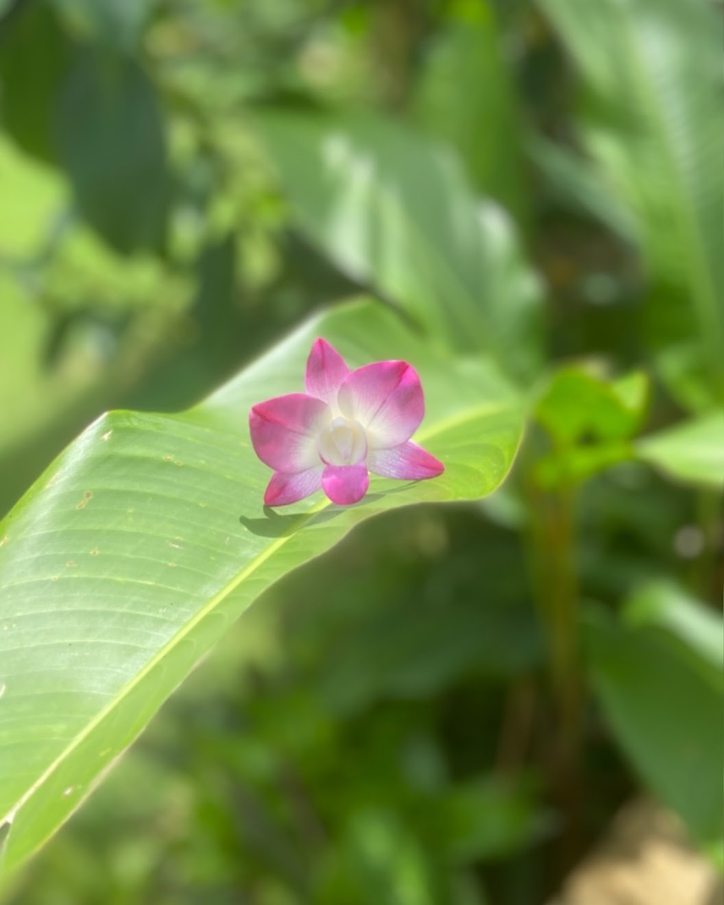 Gold hoop earrings with Culture Girl handmade, clay pink and white orchids on a green leaf