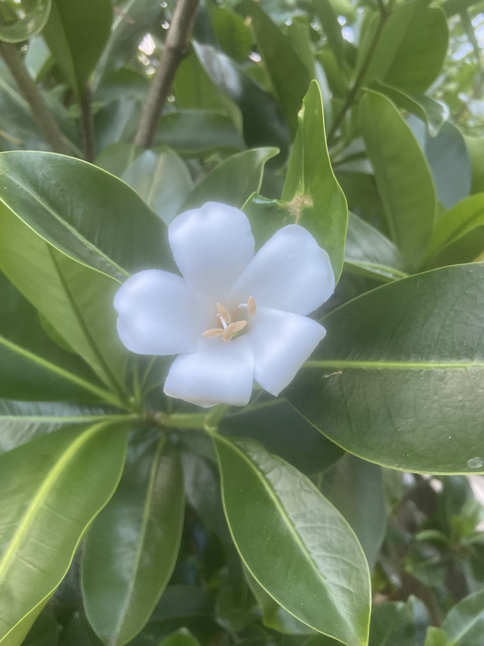 Culture Girl white clay, handmade puakenekene hair picks