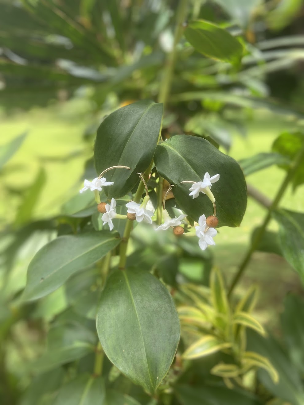 Culture Girl handmade, clay white puakenekene hoop earrings