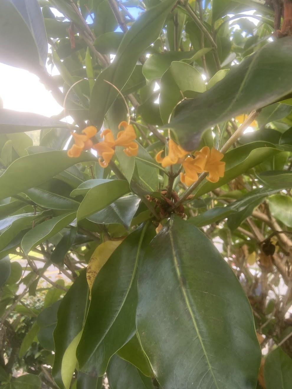 Culture Girl handmade, clay yellow puakenekene hoop earrings